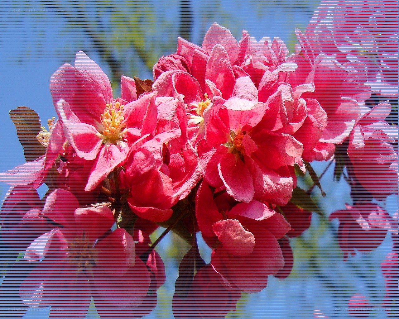 Pink flowers in bloom