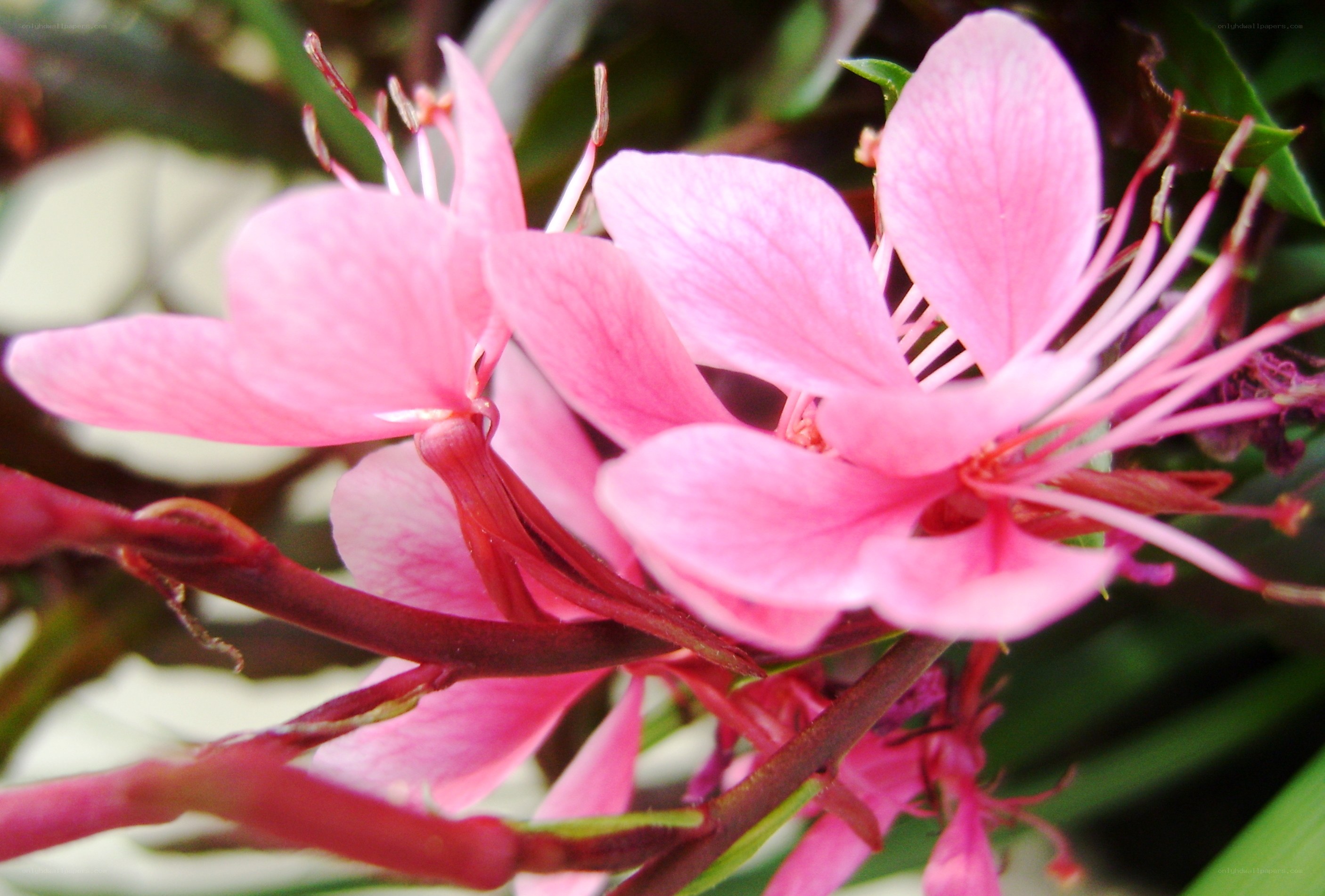 Pink flowers in bloom