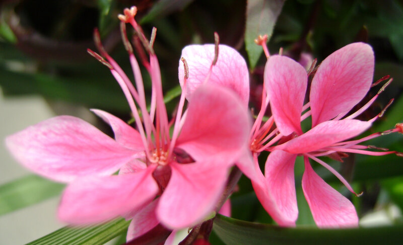 Pink flowers in bloom