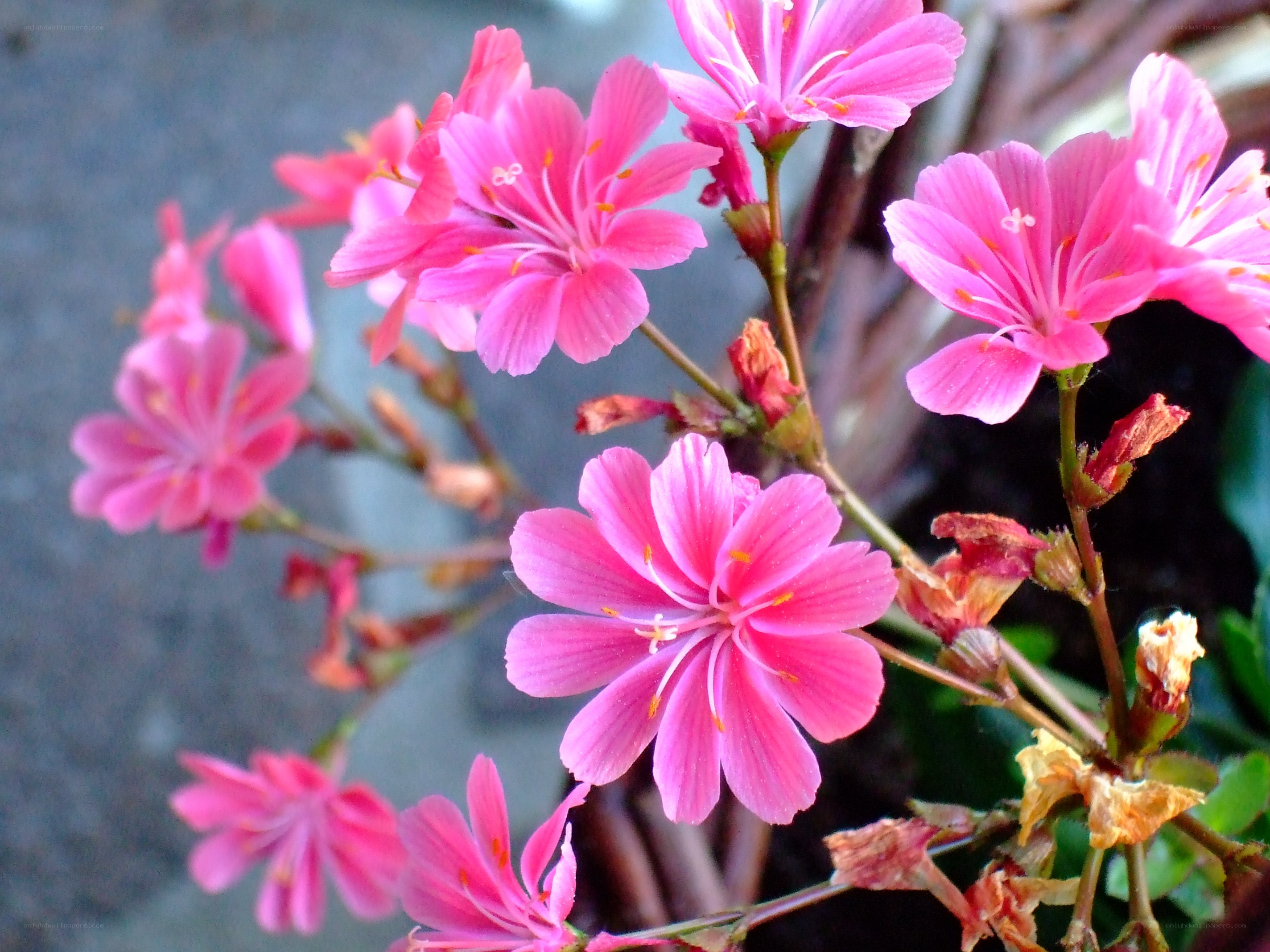 Pink flowers in bloom