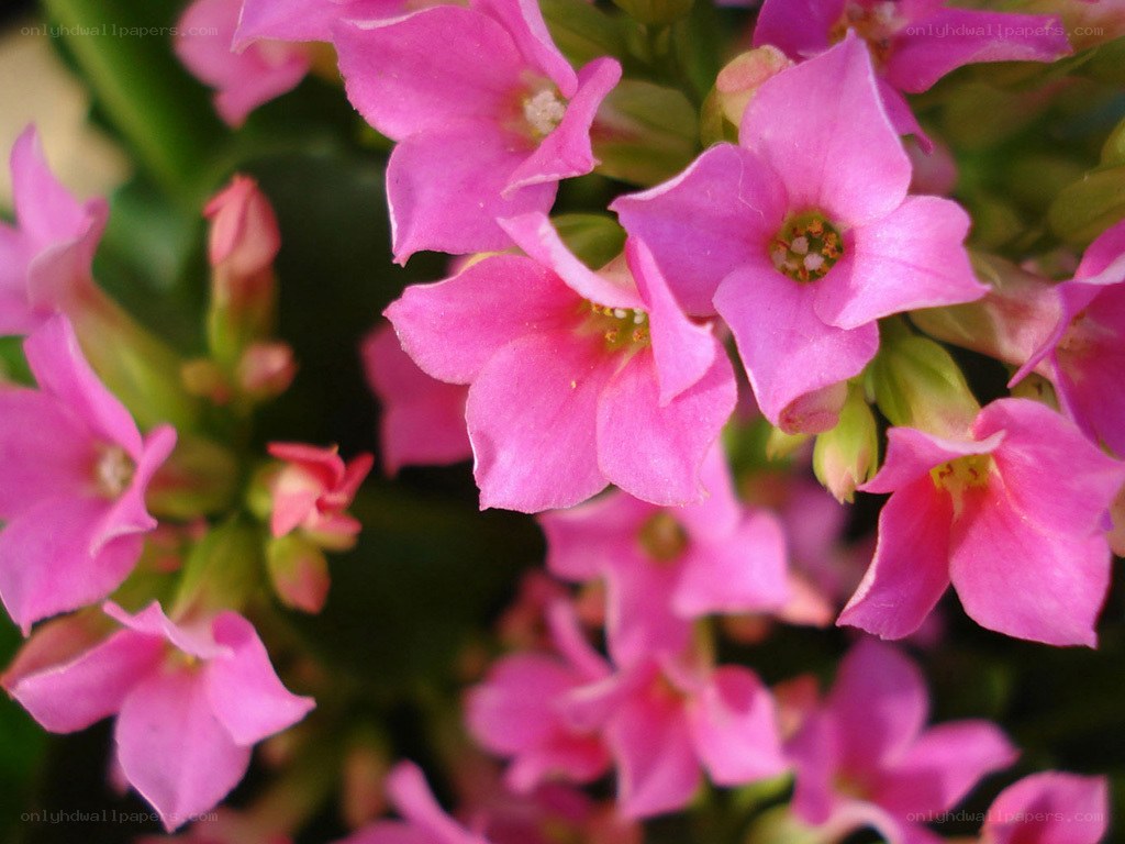 Pink flowers in bloom