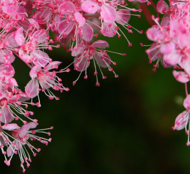 Pink flowers in bloom