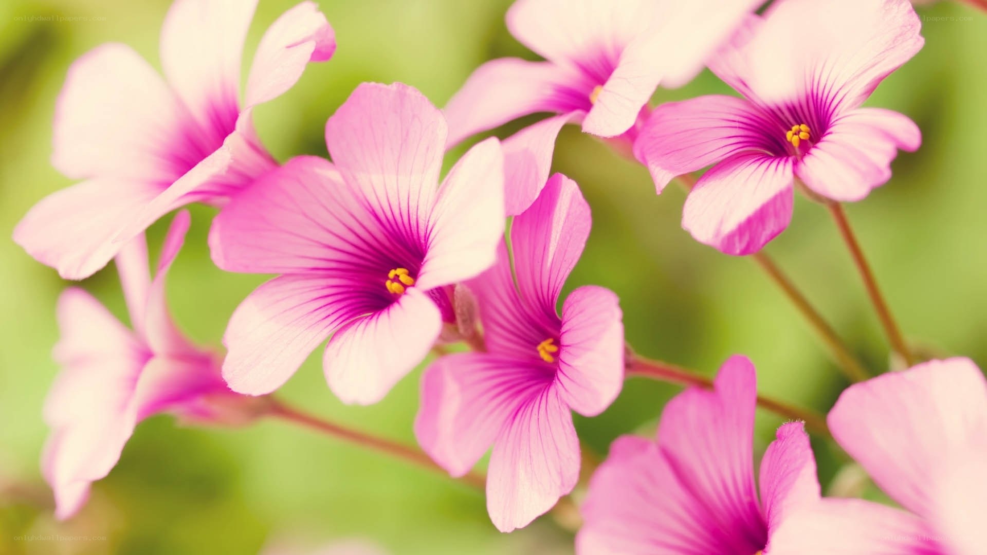 Pink flowers in bloom