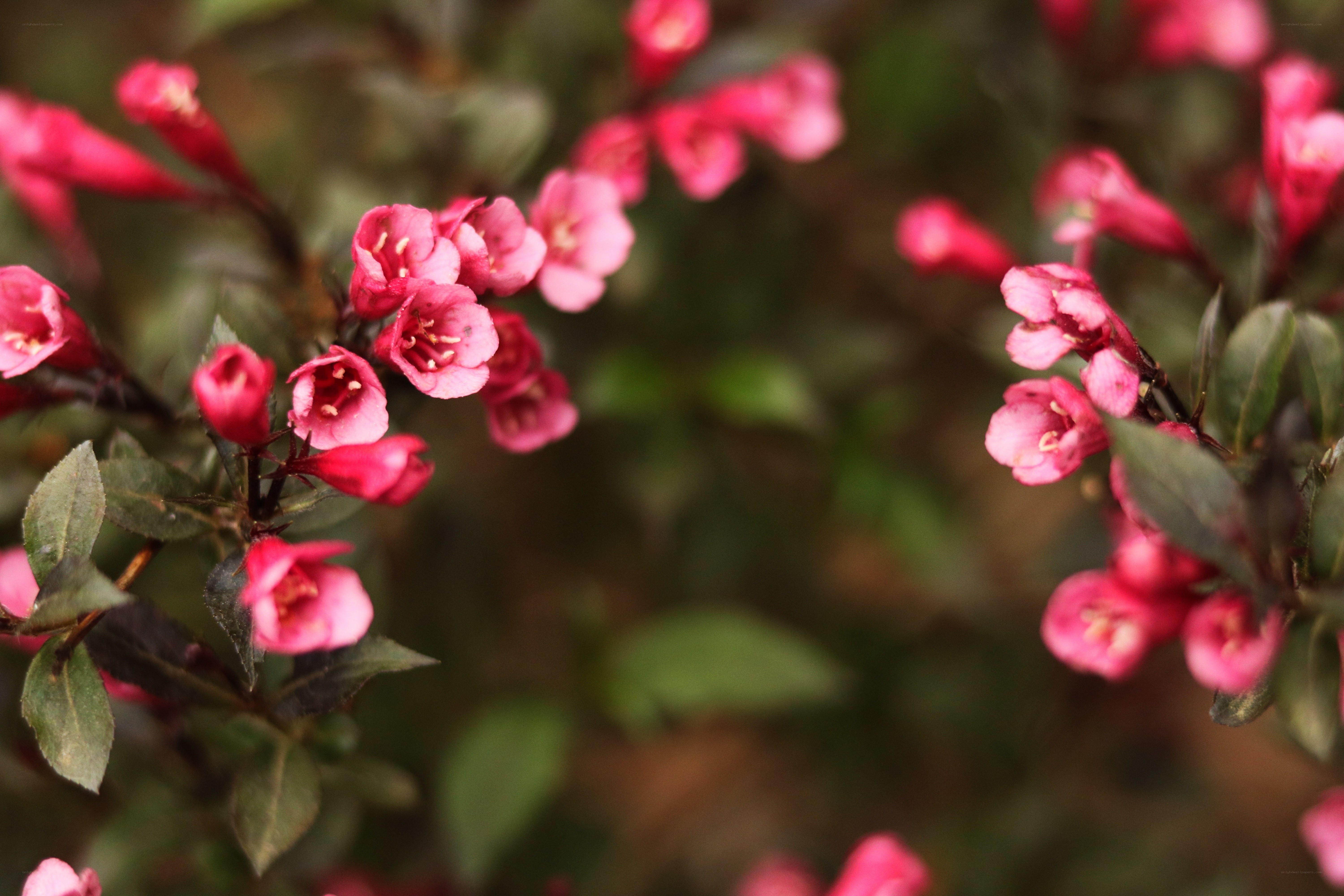 Pink flowers in bloom