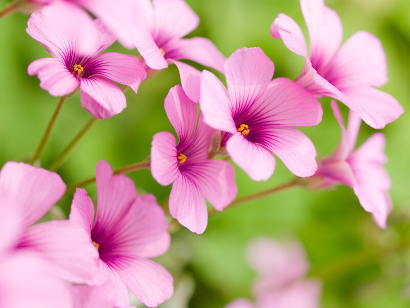 Pink flowers in bloom