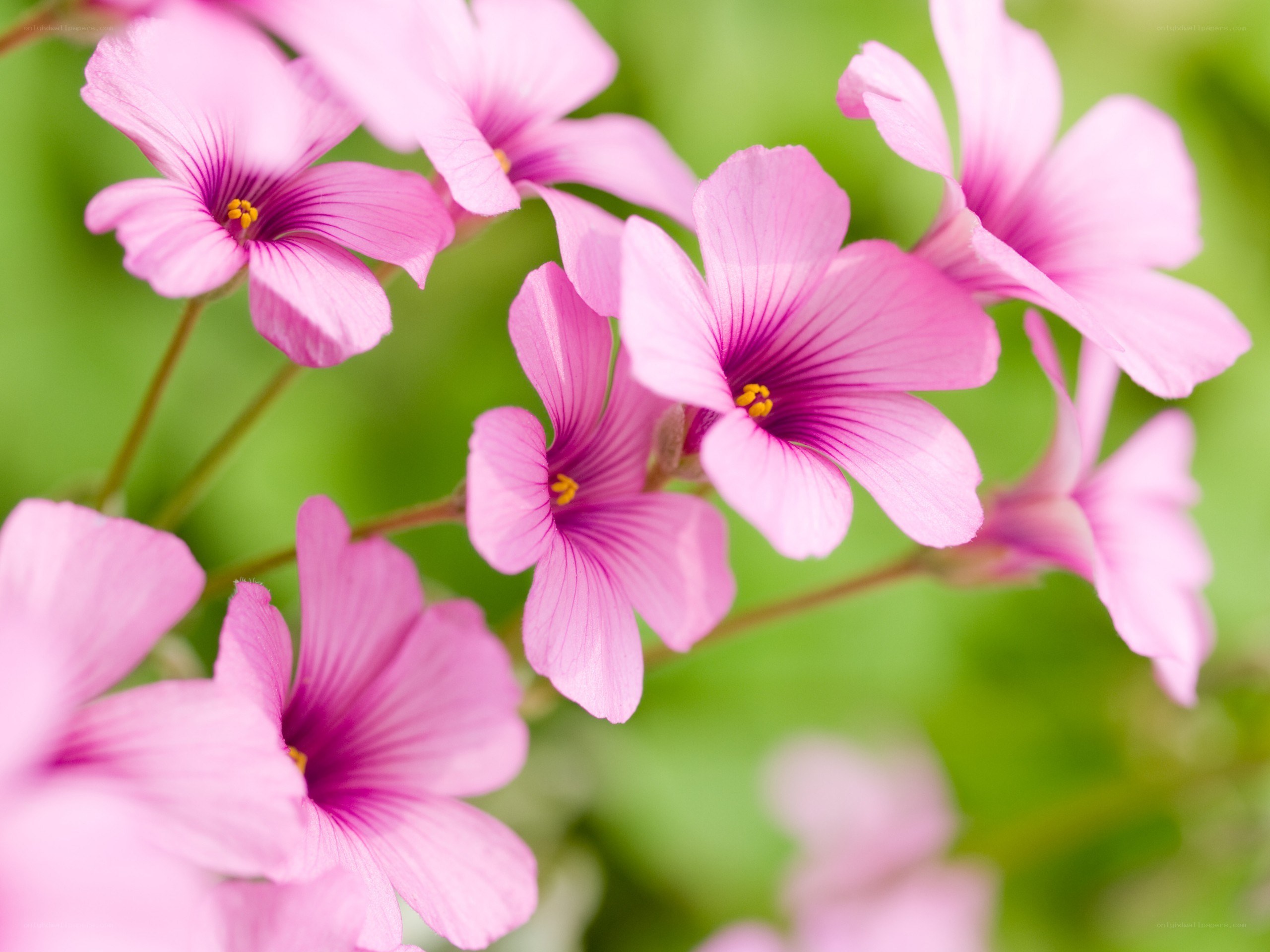 Pink flowers in bloom