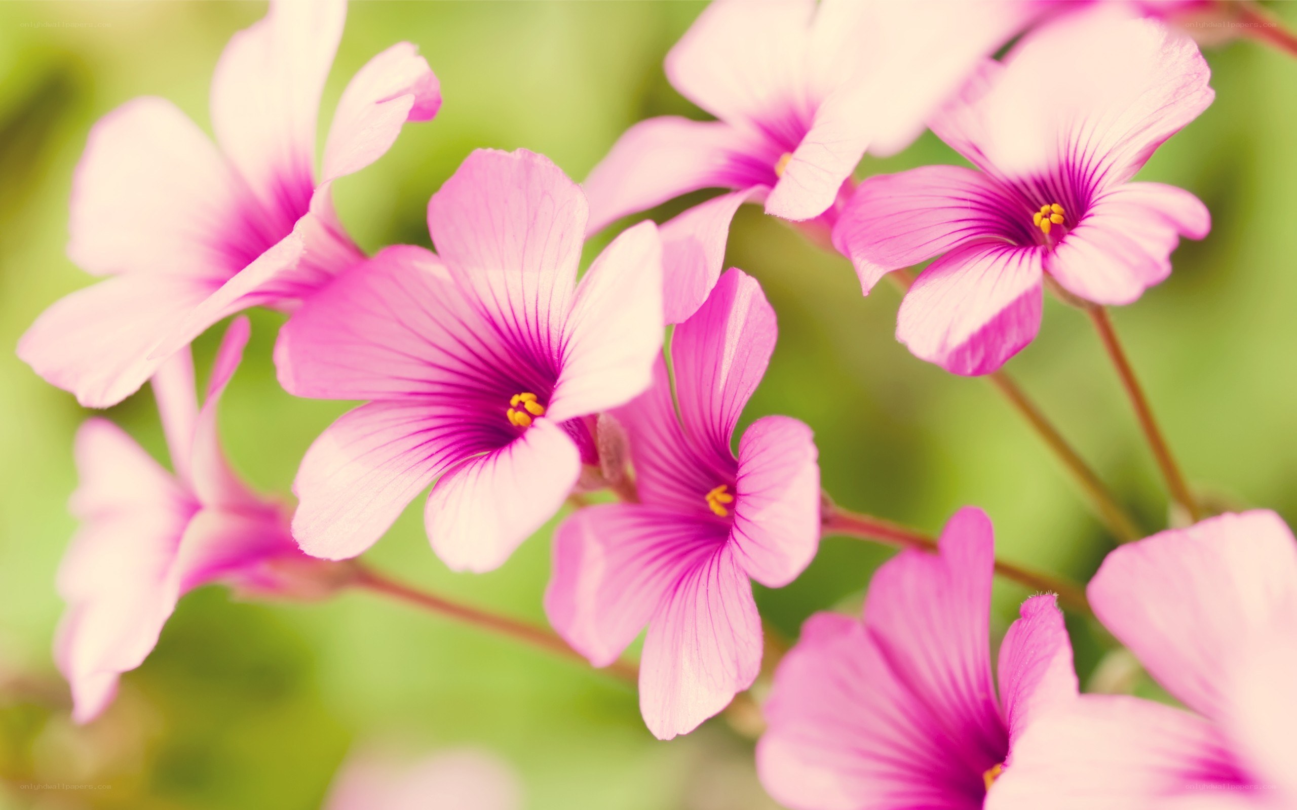 Pink flowers in bloom