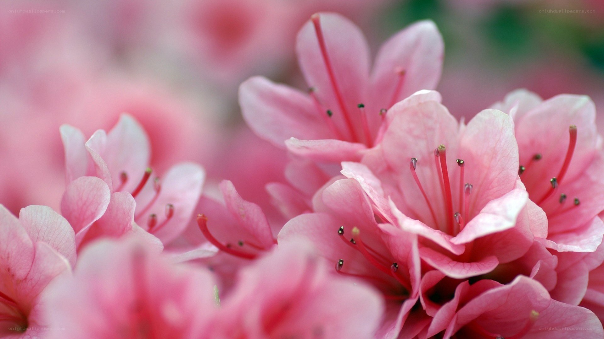 Pink flowers in bloom