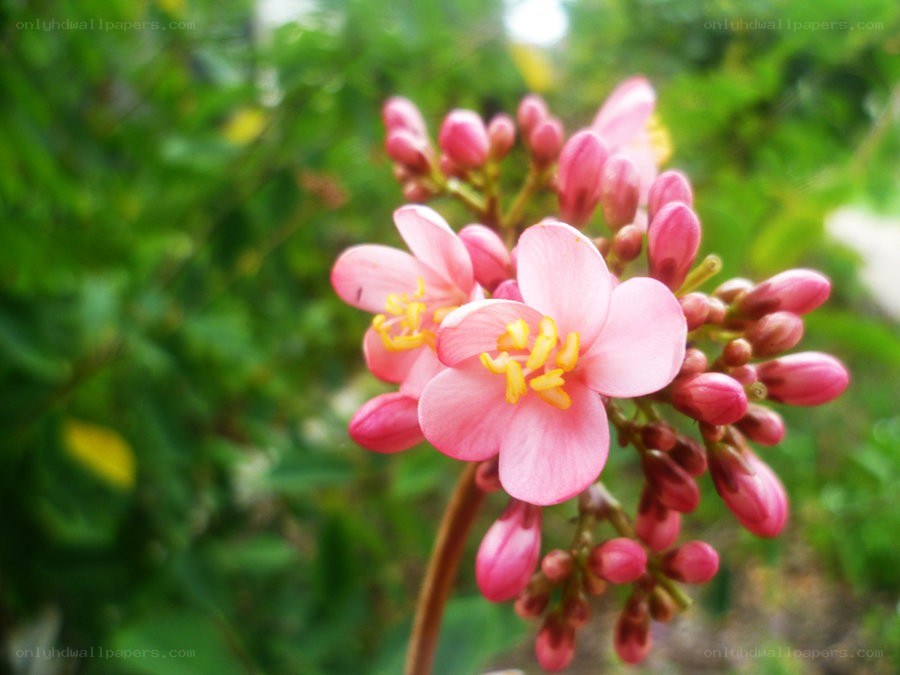 Pink flowers in bloom