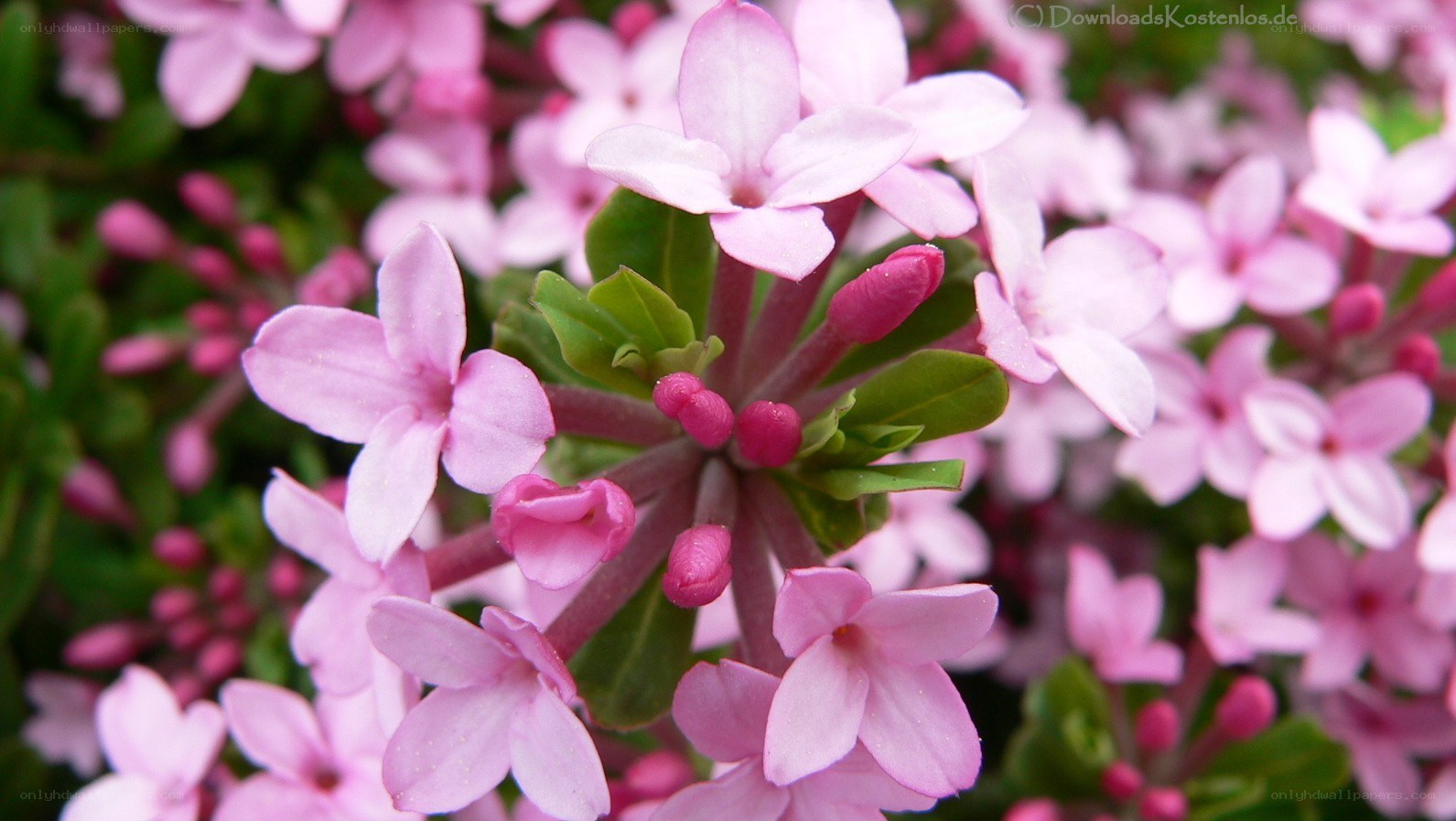 Pink flowers in bloom