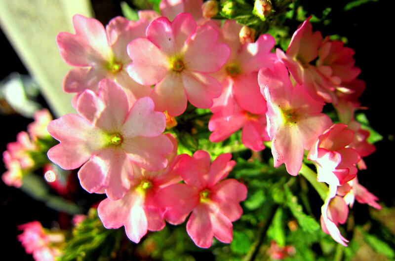 Pink Flowers in Bloom — Bright