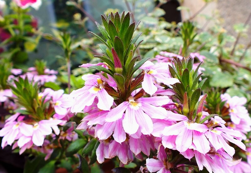 Pink Flowers in Bloom — Calm, Afternoon