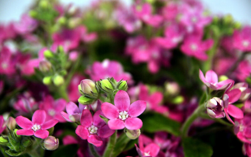 Pink Flowers in Bloom — Calm, Photograph