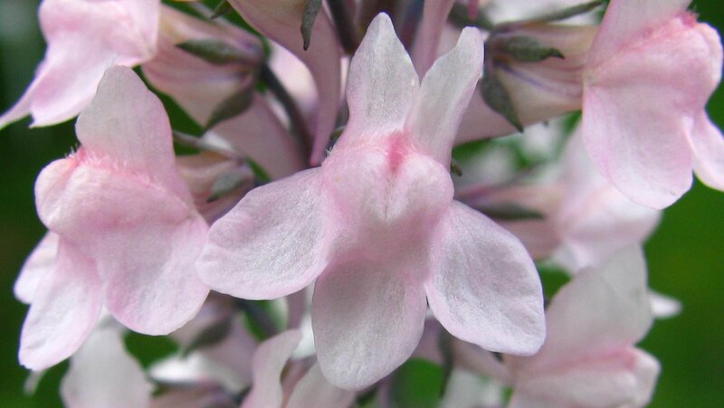 Pink Flowers in Bloom — Calm, Spring, Photograph, Greenery