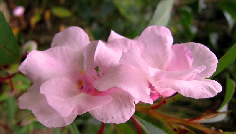 Pink Flowers in Bloom — Calm, Spring, Photograph