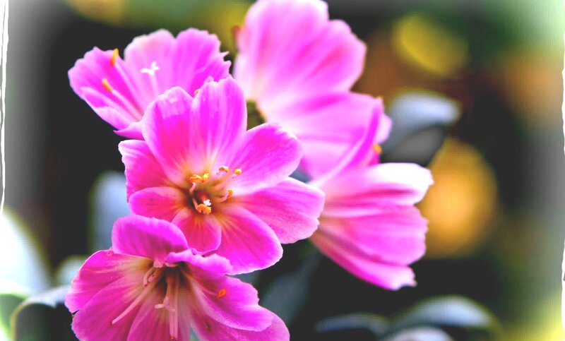 Pink Flowers in Bloom — Calm, Spring