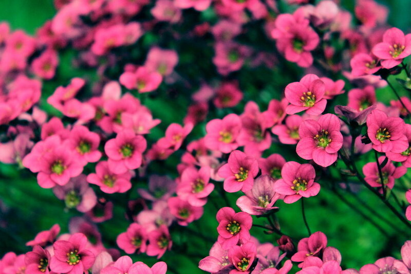 Pink Flowers in Bloom — Calm