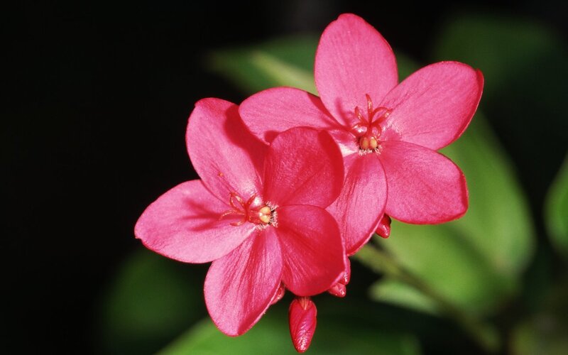 Pink Flowers in Bloom — Dramatic