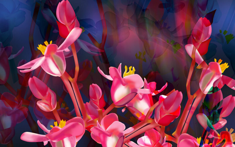 Pink Flowers in Bloom — Dreamy