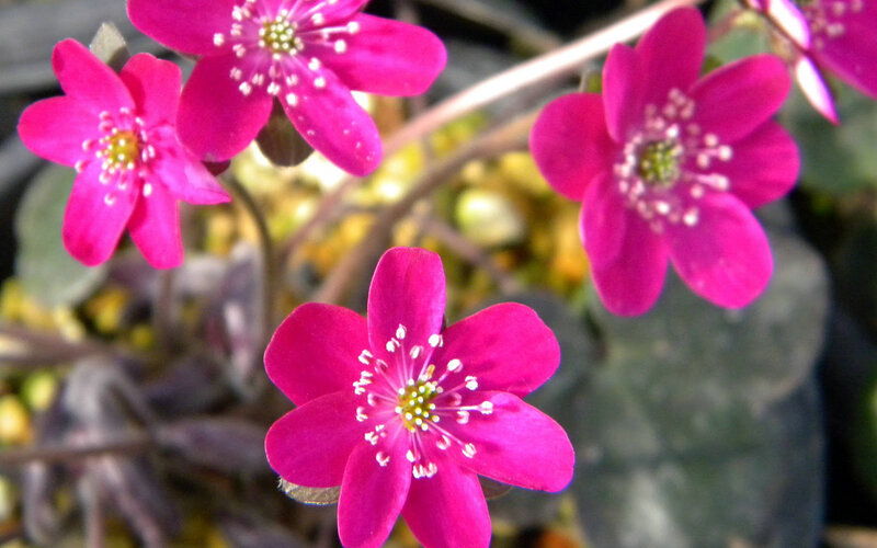 Pink Flowers in Bloom — Magenta