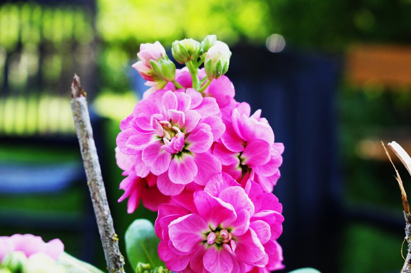 Pink Flowers in Bloom — Serene, Afternoon, Photograph, Buds