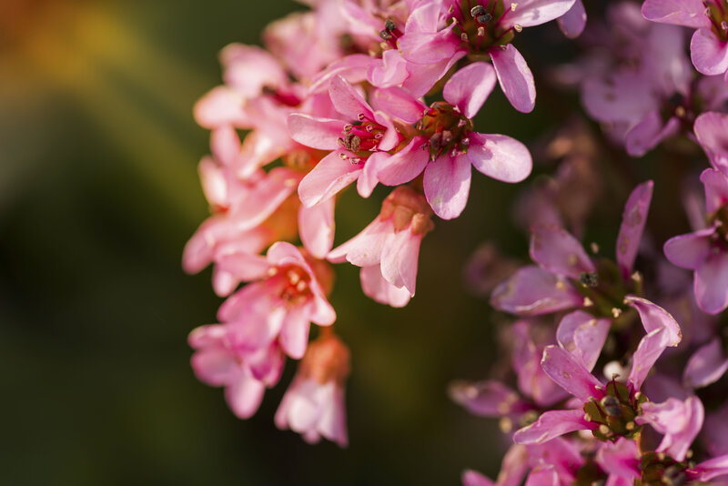 Pink Flowers in Bloom — Serene, Afternoon, Photograph, Petals