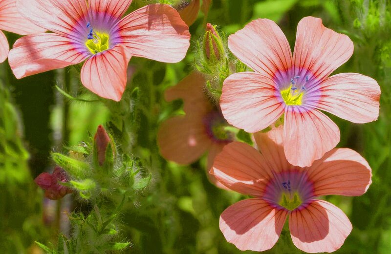 Pink Flowers in Bloom — Serene, Afternoon