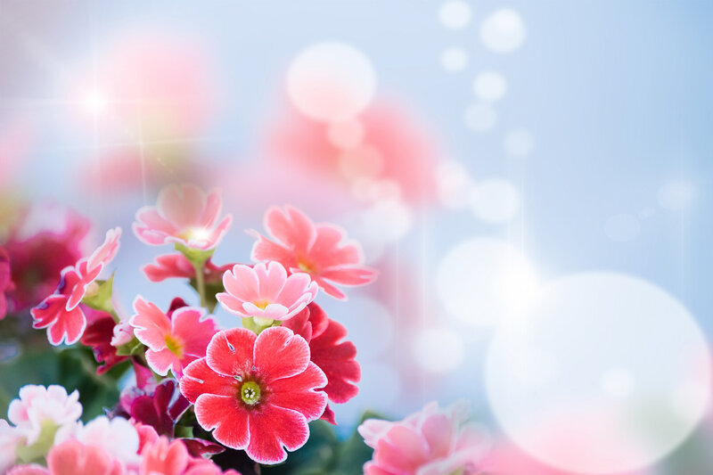 Pink Flowers in Bloom — Serene, Morning