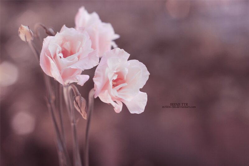 Pink Flowers in Bloom — Serene, Photograph, Buds, Stems