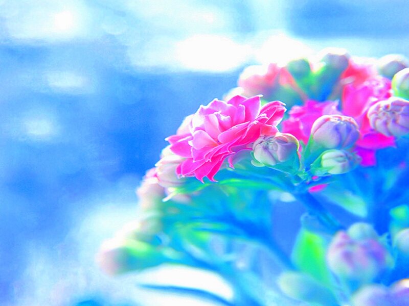 Pink Flowers in Bloom — Serene, Photograph, Buds