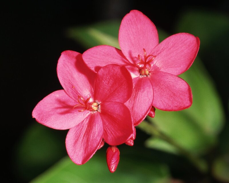 Pink Flowers in Bloom — Serene, Photograph