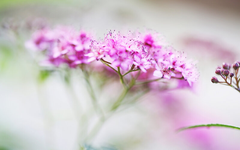 Pink Flowers in Bloom — Serene, Spring, Photograph, Buds, Stems