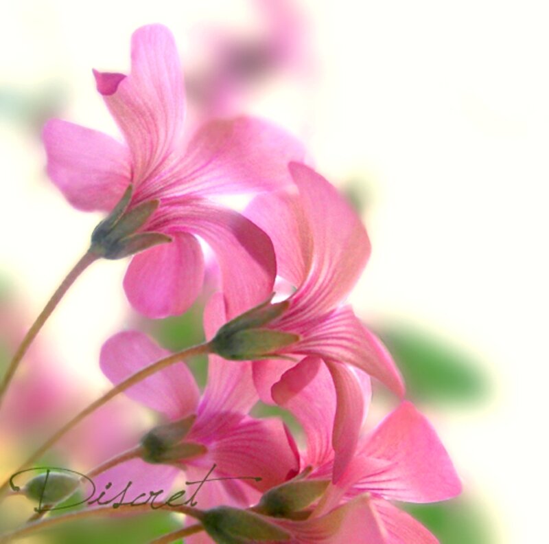 Pink Flowers in Bloom — Serene, Spring, Photograph, Buds