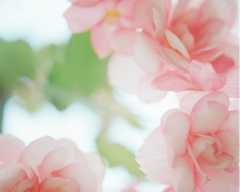 Pink Flowers in Bloom — Serene, Spring, Photograph, Green Leaves