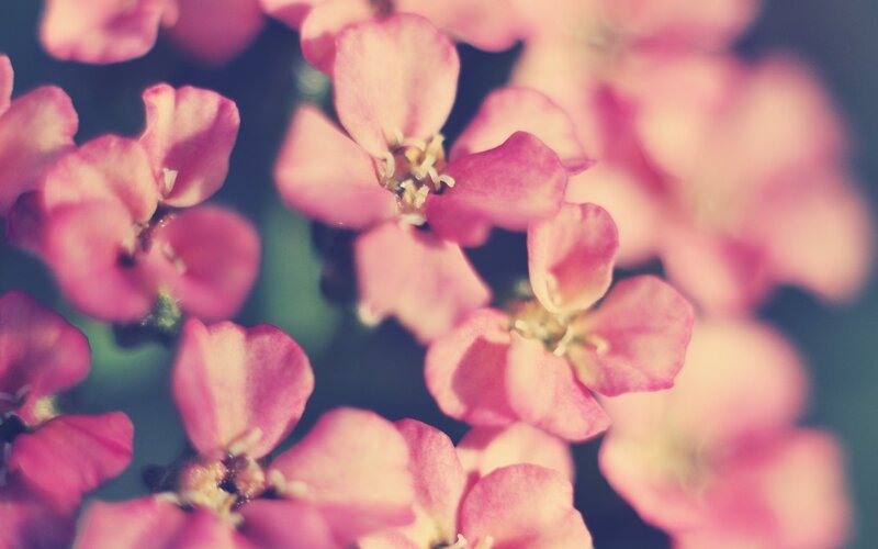 Pink Flowers in Bloom — Serene, Spring, Photograph, Petals