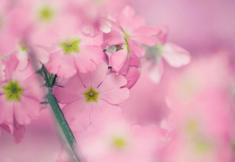 Pink Flowers in Bloom — Serene, Spring, Photograph