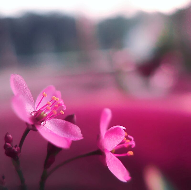 Pink Flowers in Bloom — Serene, Spring