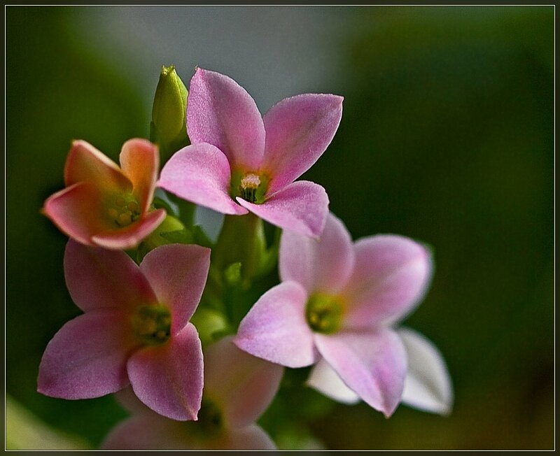 Pink Flowers in Bloom — Serene