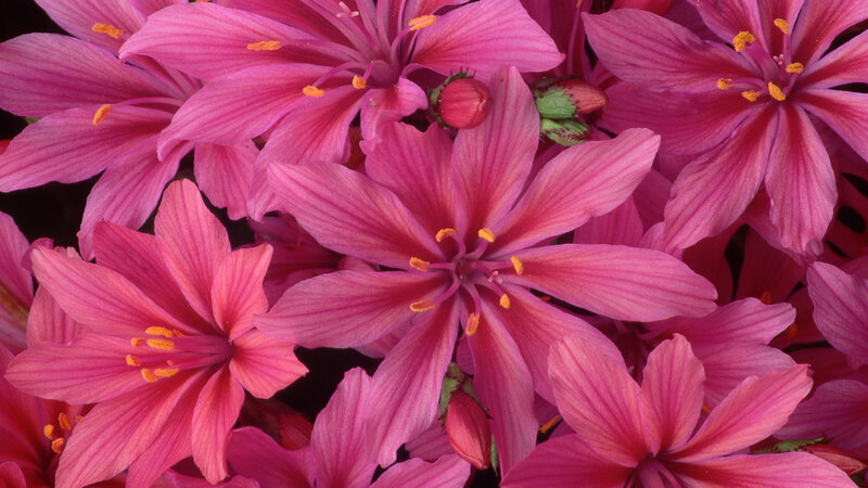 Pink Flowers in Bloom — Vibrant, Photograph