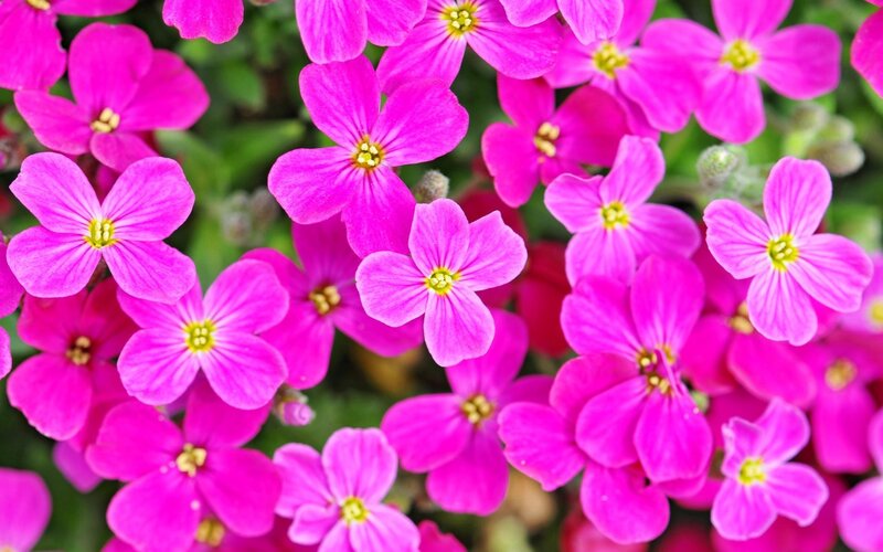 Pink Flowers in Bloom — Vibrant, Spring, Photograph