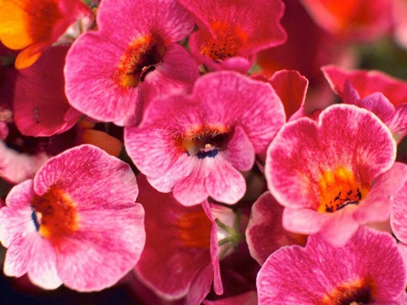 Pink Flowers in Bloom — Vibrant