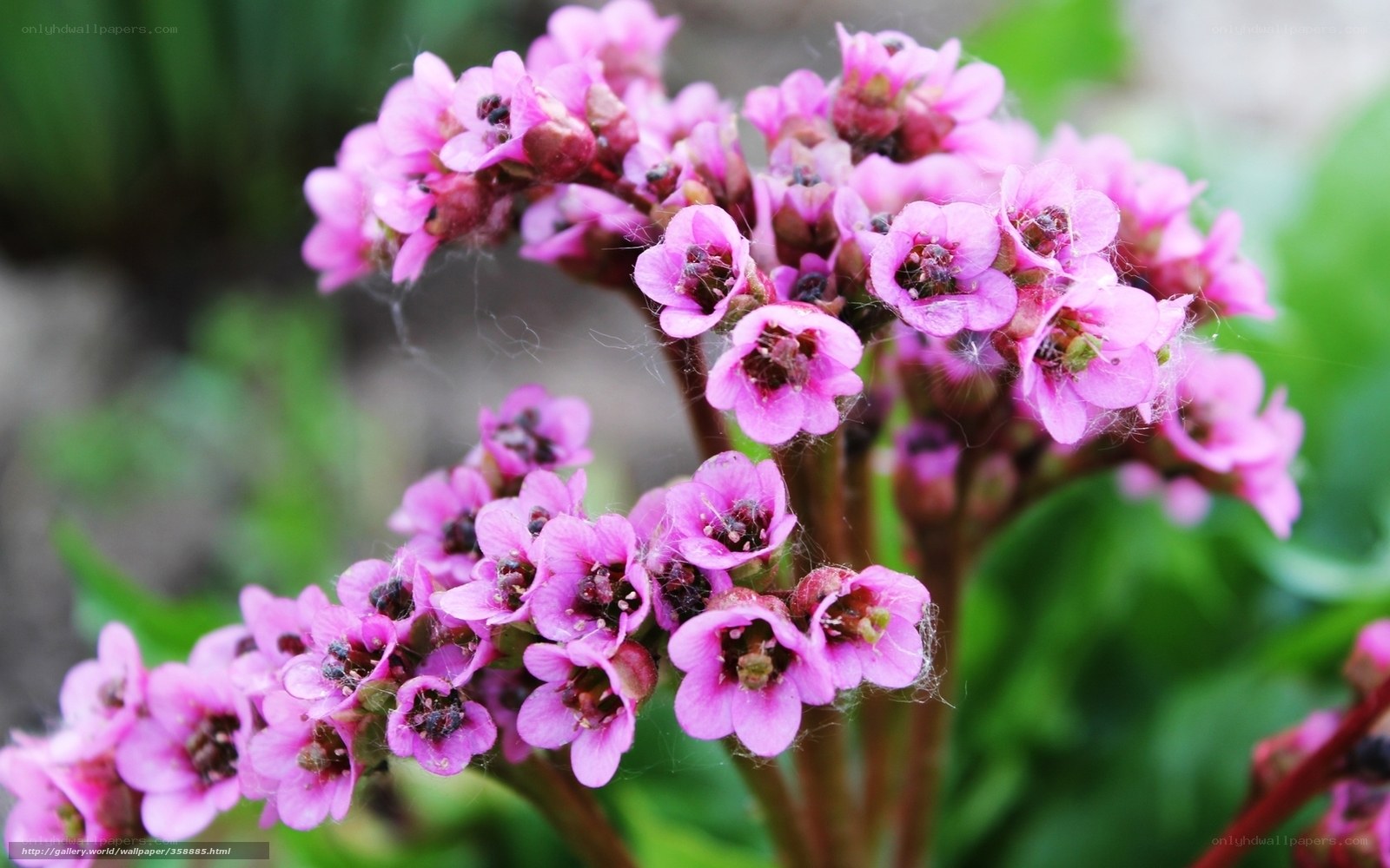 Pink flowers in bloom