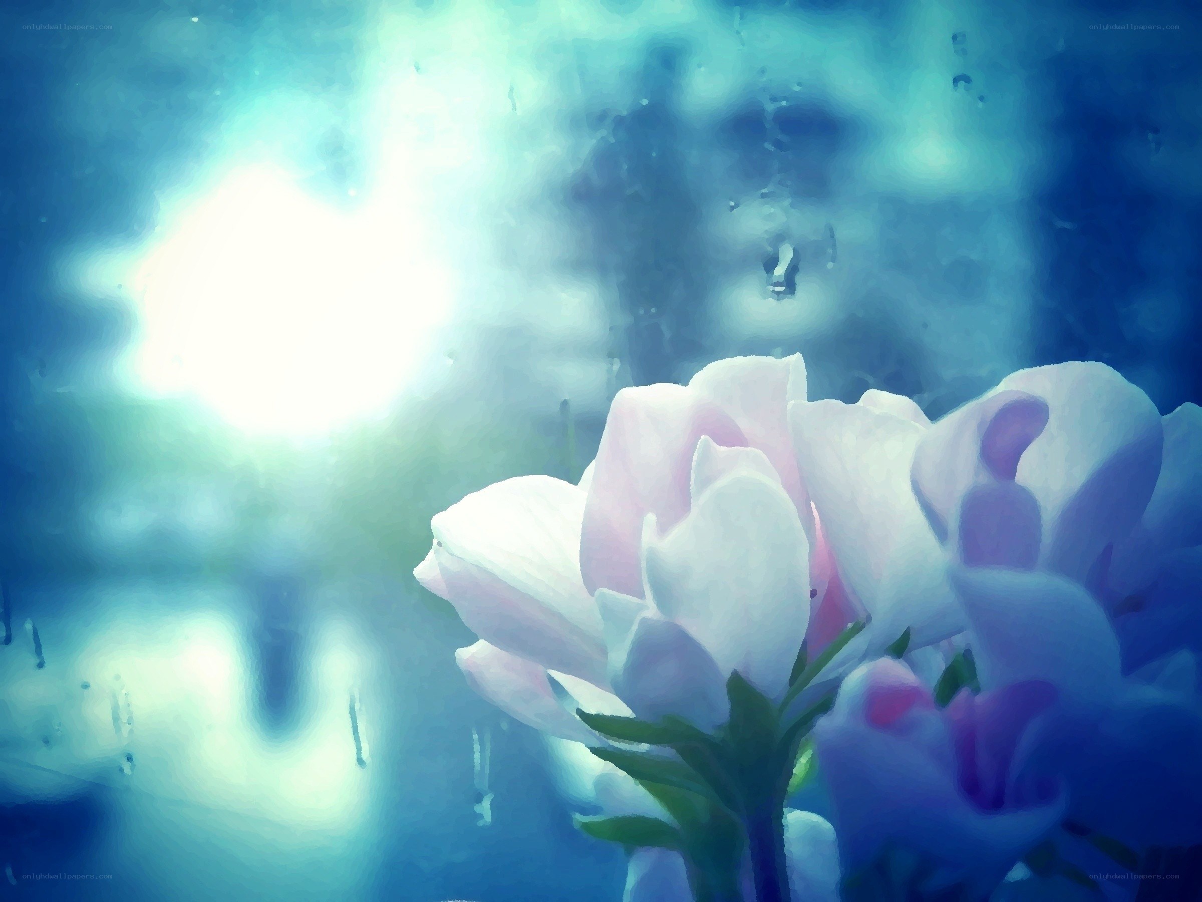 Pink flowers in blue light