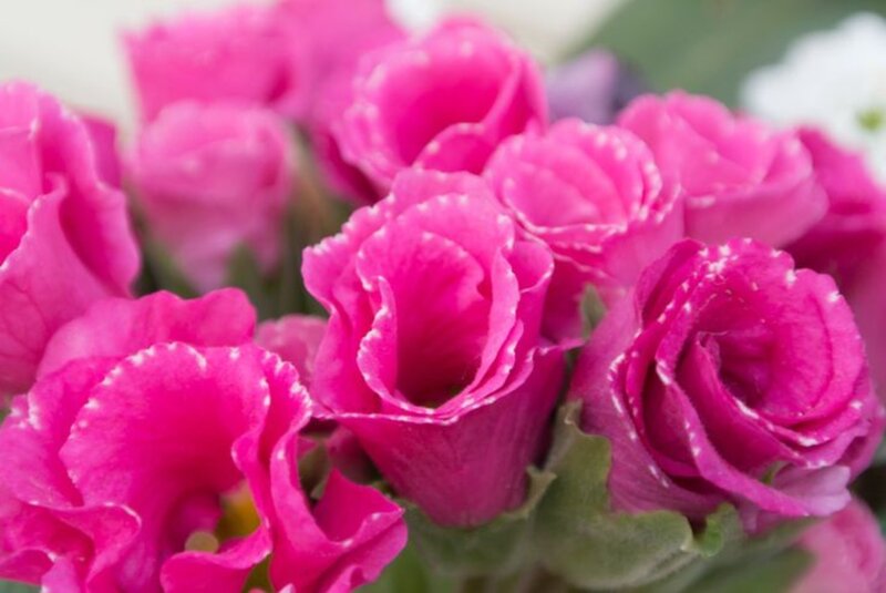 Pink Flowers in Bouquet