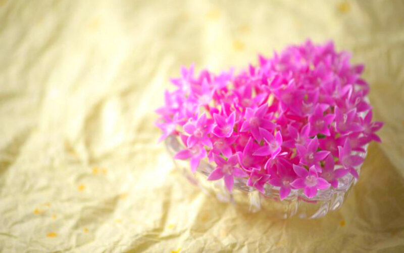 Pink Flowers in Bowl — Calm