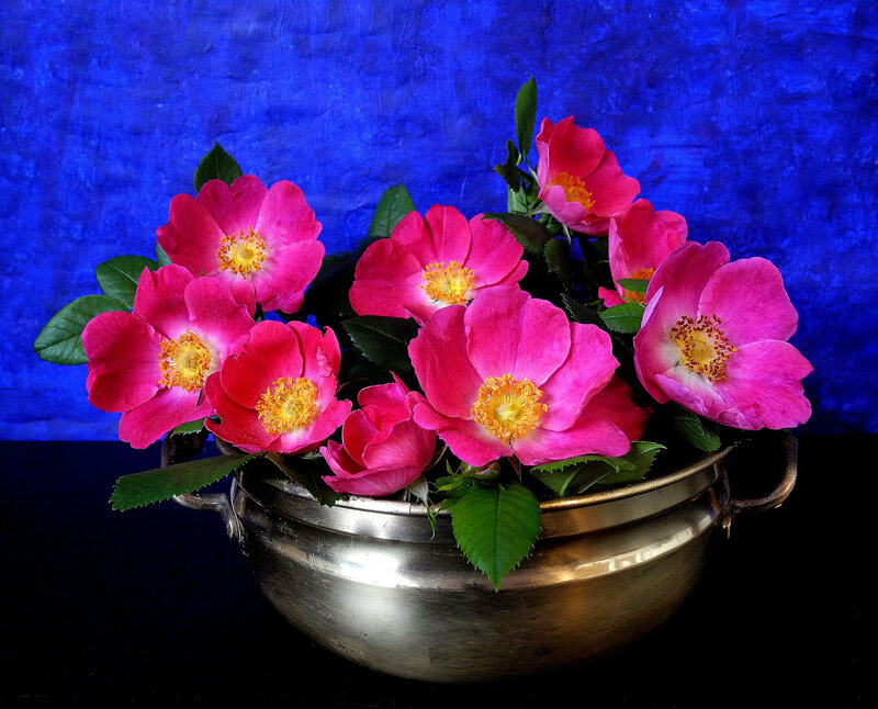 Pink Flowers in Bowl — Dramatic, Photograph