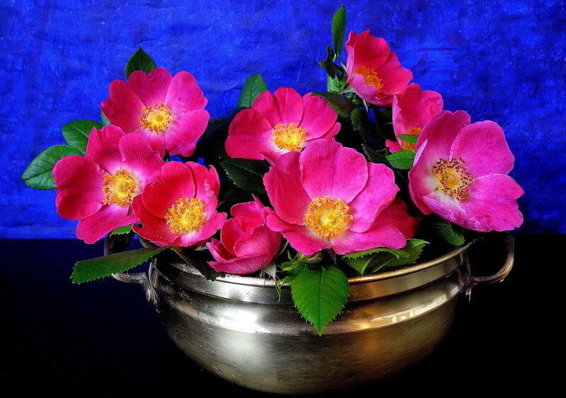 Pink Flowers in Bowl — Dramatic