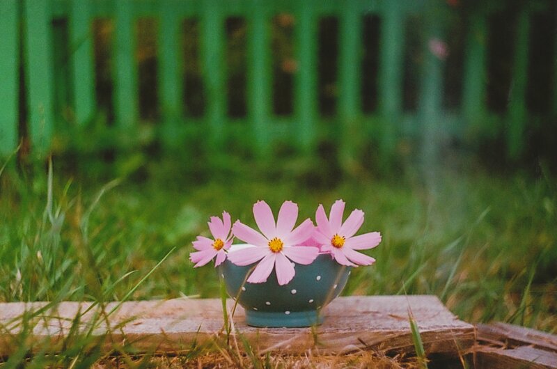 Pink Flowers in Bowl — Green