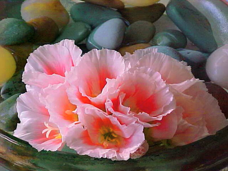 Pink Flowers in Bowl — Serene