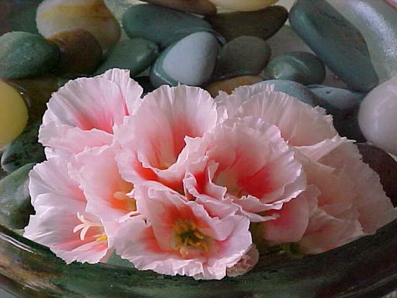 Pink Flowers in Bowl